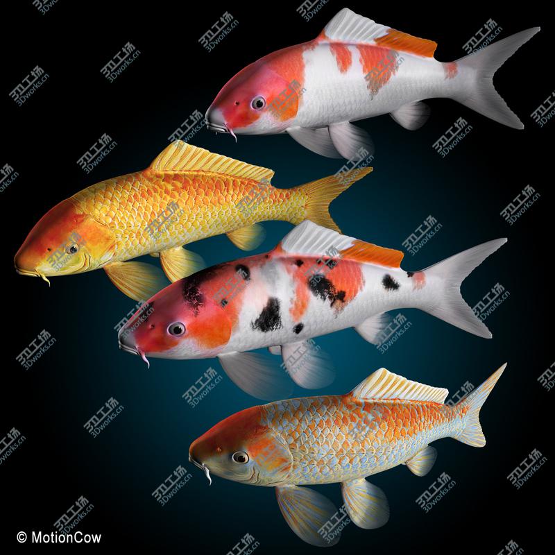 images/goods_img/20210113/Koi Fish/5.jpg